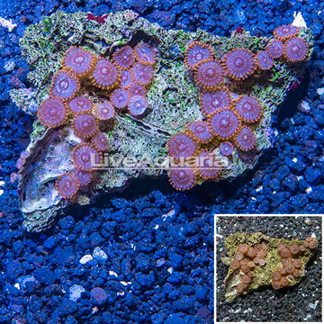 Zoanthus Coral Vietnam