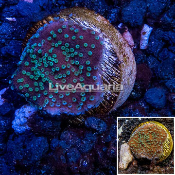 LiveAquaria® Cultured Montipora Coral