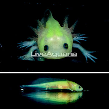 Neon Leucistic Axolotl