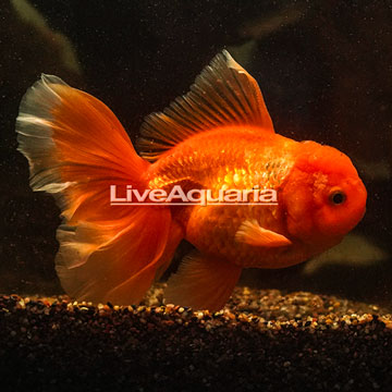Orange Oranda Goldfish