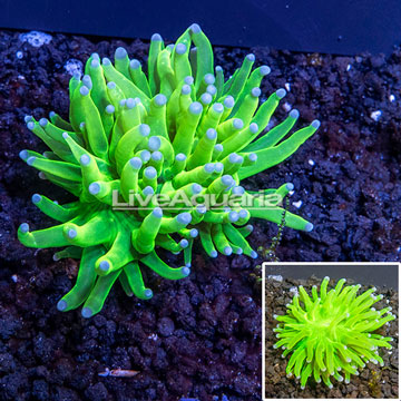LiveAquaria® Cultured Torch Coral