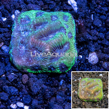 Australia Cultured Favia Coral