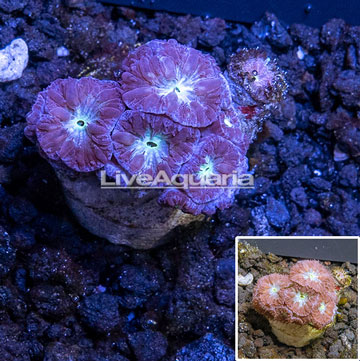 LiveAquaria® Cultured Blastomussa Merletti Coral 