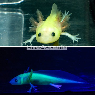 Neon Leucistic Axolotl