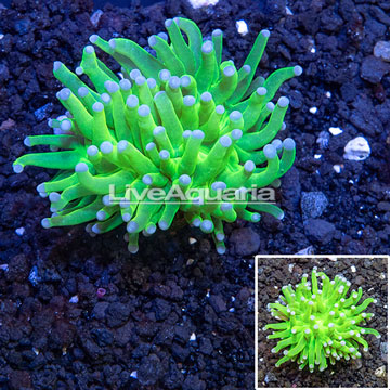 LiveAquaria® Cultured Torch Coral 