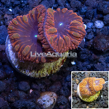 LiveAquaria® Cultured Blastomussa Wellsi Coral