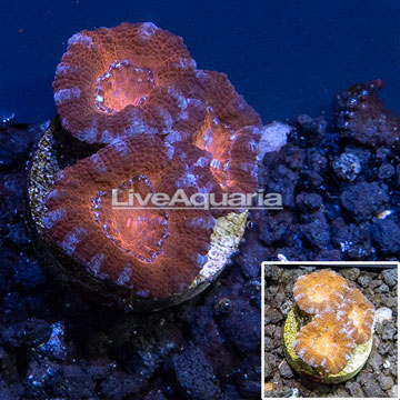 LiveAquaria® Cultured Lord Coral 