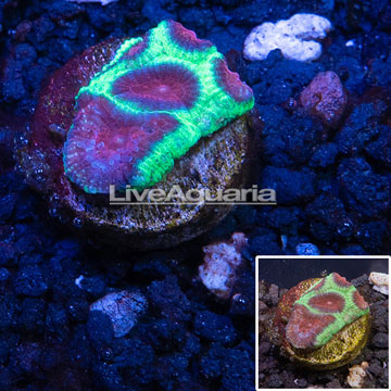 LiveAquaria® Cultured Favia Coral