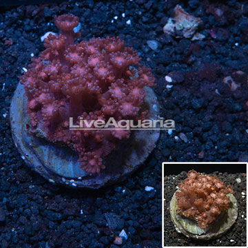 Goniopora Coral Indonesia 