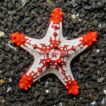 Knobby Red Sea Star 