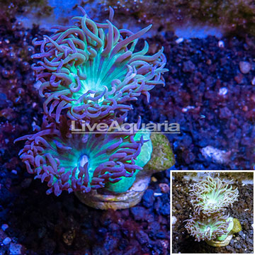 LiveAquaria® Cultured Ultra Duncan Coral