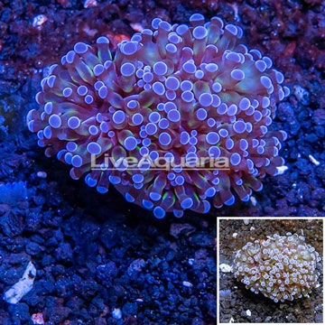 LiveAquaria® Cultured Grape Coral 