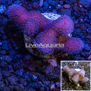 LiveAquaria® Cultured Stylophora Coral