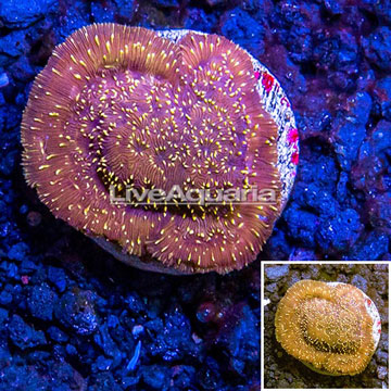 LiveAquaria® Cultured Pavona Coral