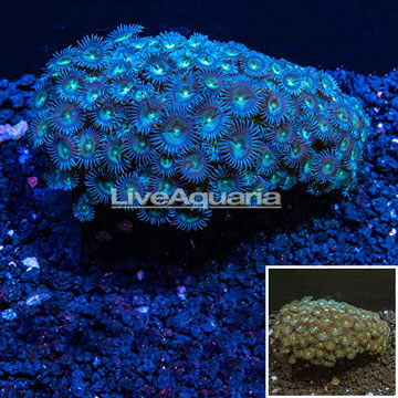Zoanthus Coral Africa