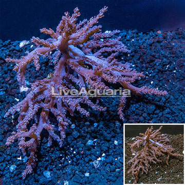 Pineapple Tree Coral Indonesia 