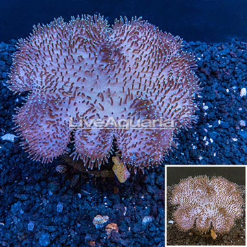Toadstool Leather Coral Indonesia