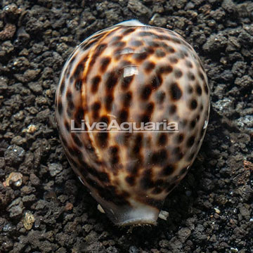 Cowrie Tiger Snail