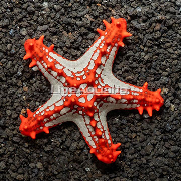 Knobby Red Sea Star 