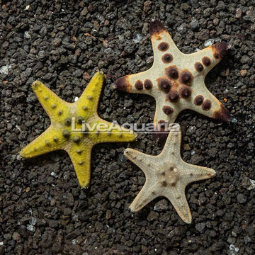 Chocolate Chip Sea Star, Trio