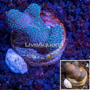 LiveAquaria® Cultured Stylophora Coral