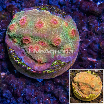 LiveAquaria® Cultured Ultra Cyphastrea Coral