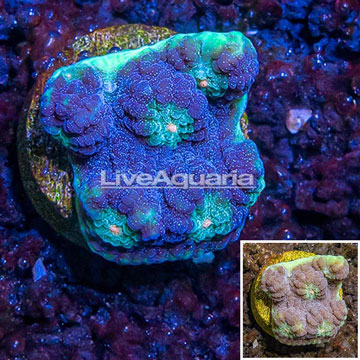 LiveAquaria® Cultured Ultra Chalice Coral