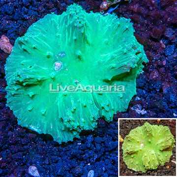  Cabbage Leather Coral Vietnam