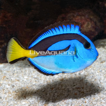 Yellow Belly Blue Tang