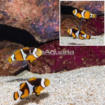 Captive Bred Percula Clownfish, Pair