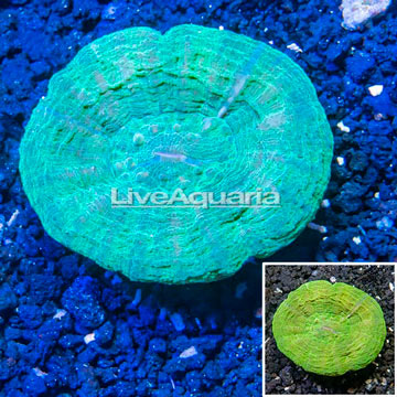 Scolymia Coral Australia