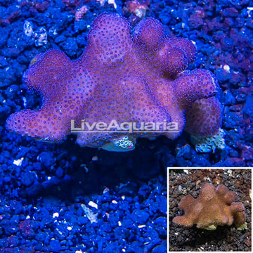 Stylophora Coral Tonga