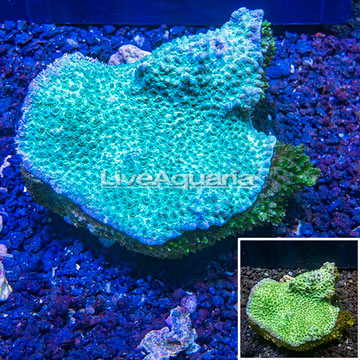 Hydnophora Coral Tonga
