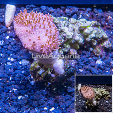 Toadstool Leather Mushroom Coral Vietnam
