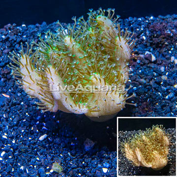 Devil's Hand Leather Coral Vietnam