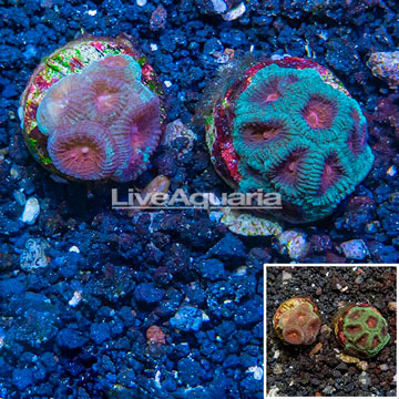 LiveAquaria® Two Pack Cultured Goniastrea Coral and Favia Brain Coral