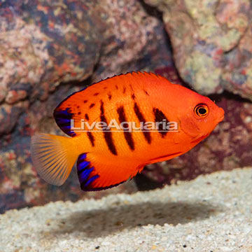 Flame Angelfish