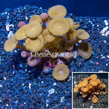 Protopalythoa Coral Indonesia