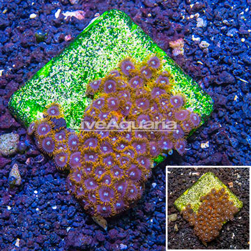 Zoanthus Coral Indonesia