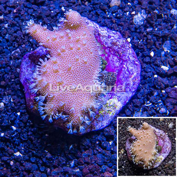 Devil's Hand Leather Coral Indonesia