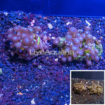 Two Pack Zoanthus Coral Indonesia