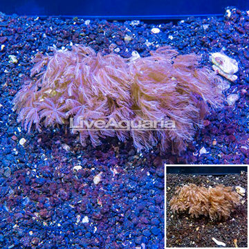 LiveAquaria® Two Pack Cultured Anthelia Coral