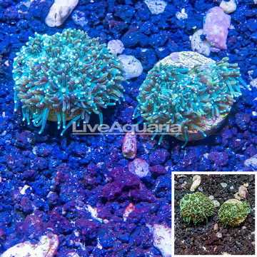 LiveAquaria® Two Pack Cultured Galaxea Coral