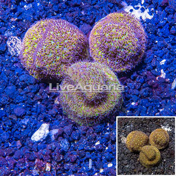 LiveAquaria® Three Pack Cultured Leptoseris Coral