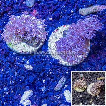 LiveAquaria® Two Pack Cultured Pom Pom Xenia Coral