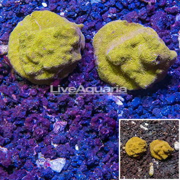 LiveAquaria® Two Pack Cultured Psammacora Coral
