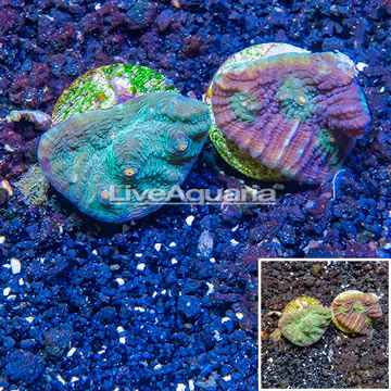 LiveAquaria® Two Pack Cultured Ultra Chalice Coral