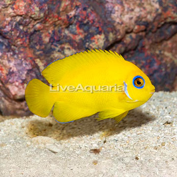 Lemon Peel Angelfish