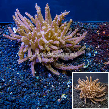 Tree Coral Indonesia