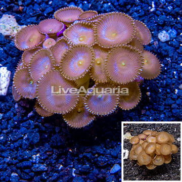 Protopalythoa Coral Indonesia